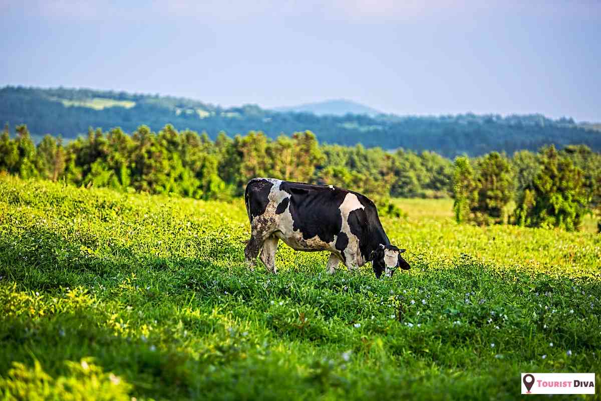 21 Fun Things To Do In Fayetteville (NC)